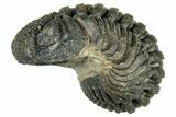 Long, Curled Morocops Trilobite - Morocco #323505-2